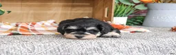 Miniature Schnauzer dogs for sale: Jefferson - Ad 2