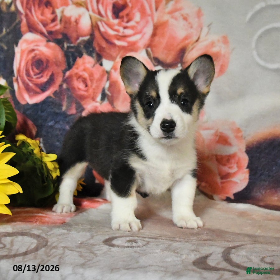 Welsh Corgi Pembroke dogs Lilac - Ad 1