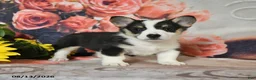 Welsh Corgi Pembroke dogs for sale: Lilac - Ad 1