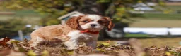 Cavalier King Charles Spaniel dogs for sale: Bingo - Ad 5