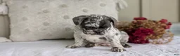 French Bulldog dogs for sale: Flint - Ad 6