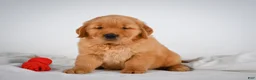 Golden Retriever dogs for sale: Romeo - Ad 10