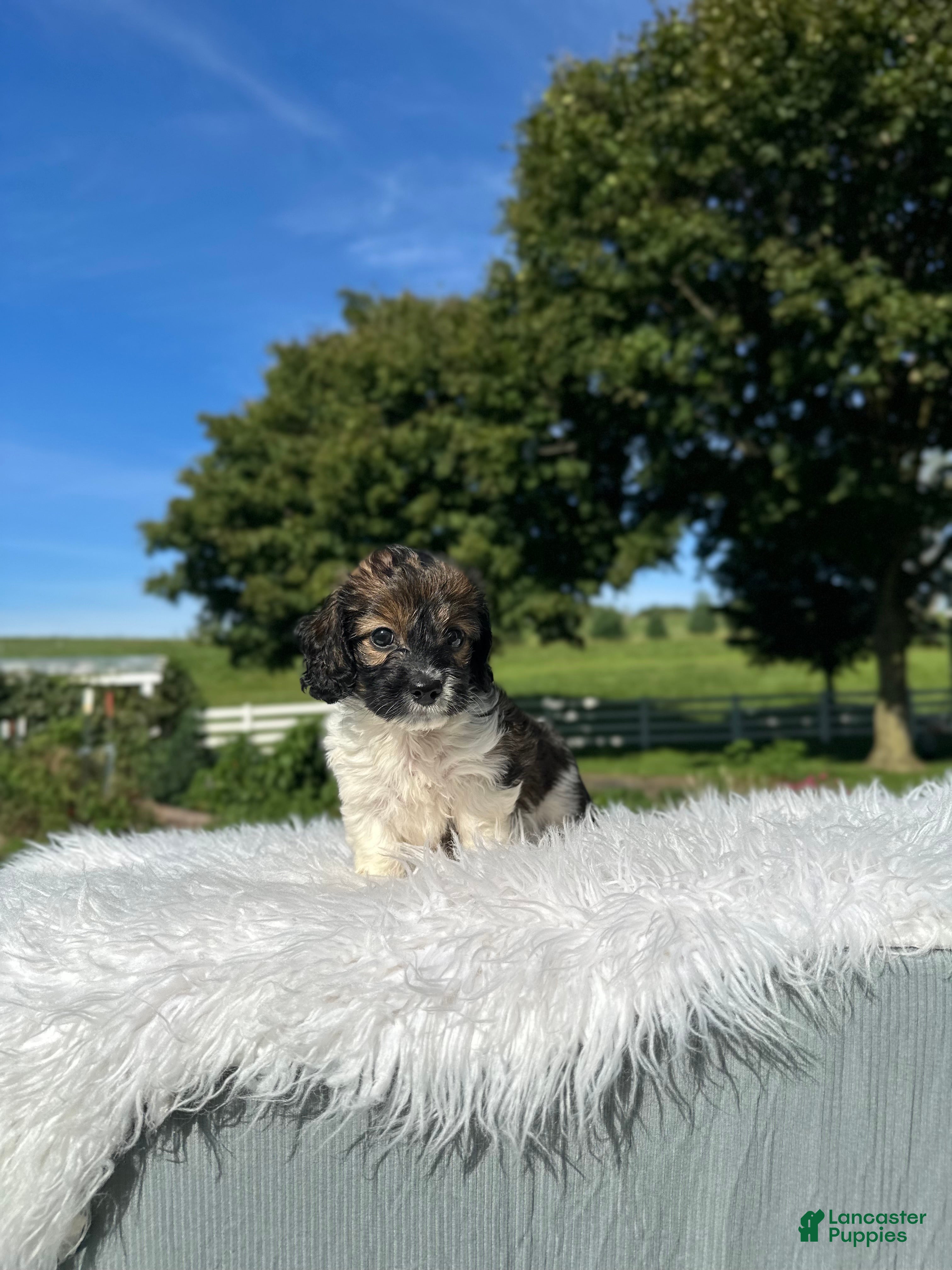 Doxiepoo dogs Clove - Ad 2