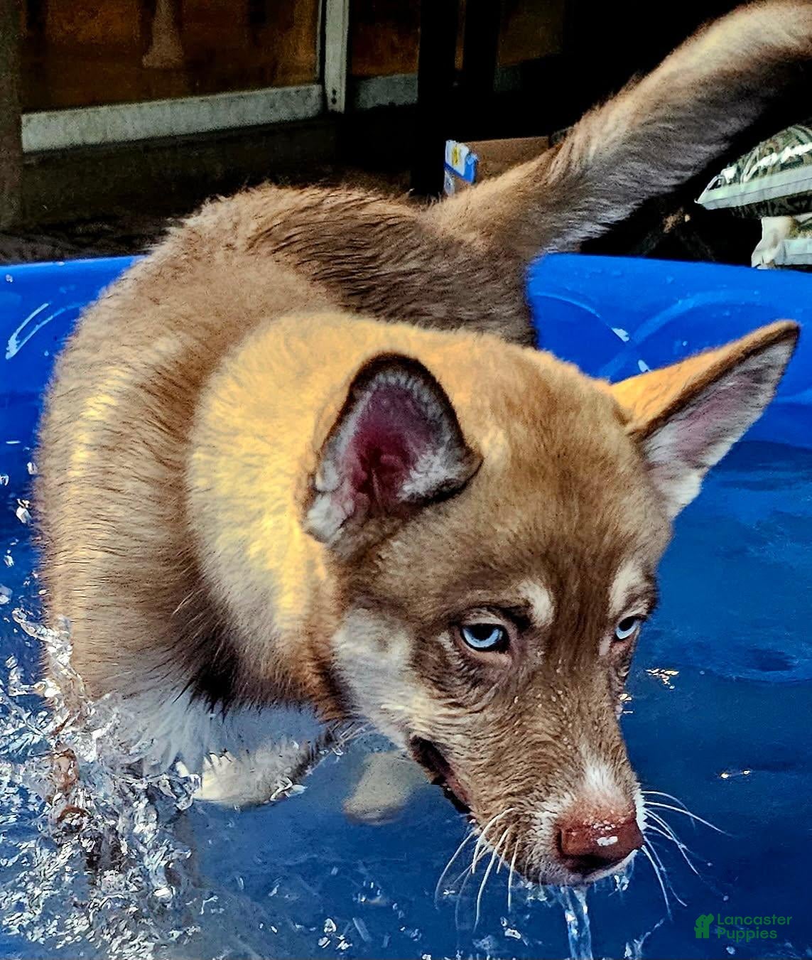 Pomsky dogs Sage - Ad 3