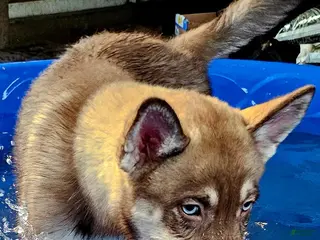 Pomsky dogs Sage - Ad 3