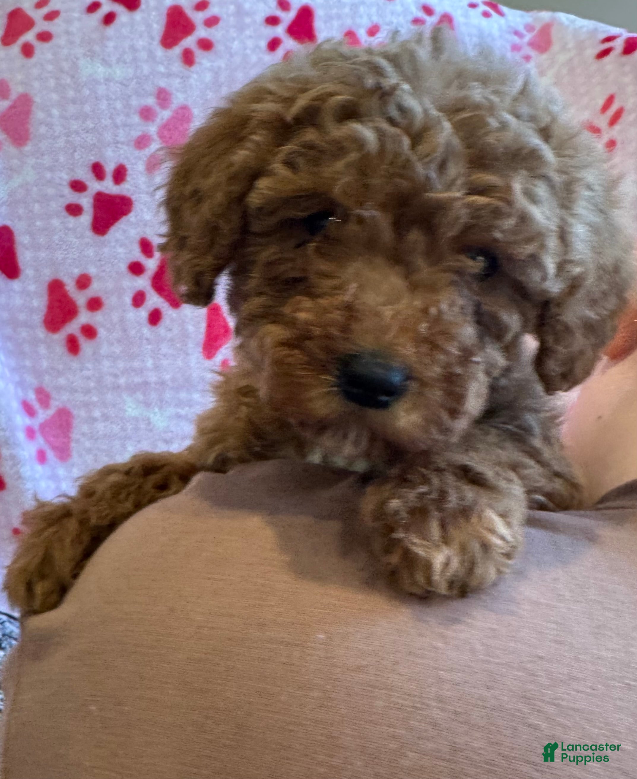 Mini Goldendoodle dogs Bailey - Ad 5