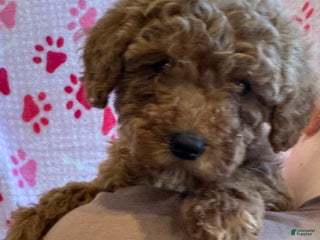 Mini Goldendoodle dogs Bailey - Ad 35