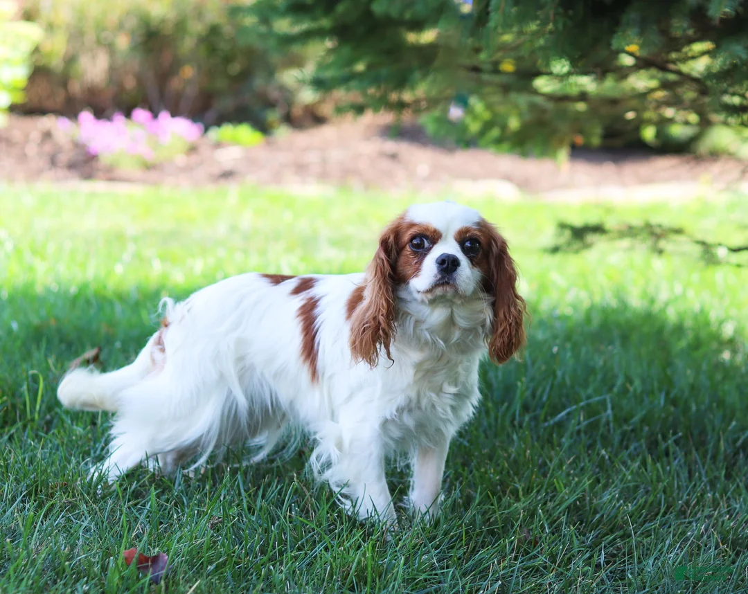 Cavapoo dogs for sale: Charlotte - Ad 13
