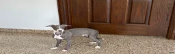 Italian Greyhound dogs for sale: Dannie - Ad 5