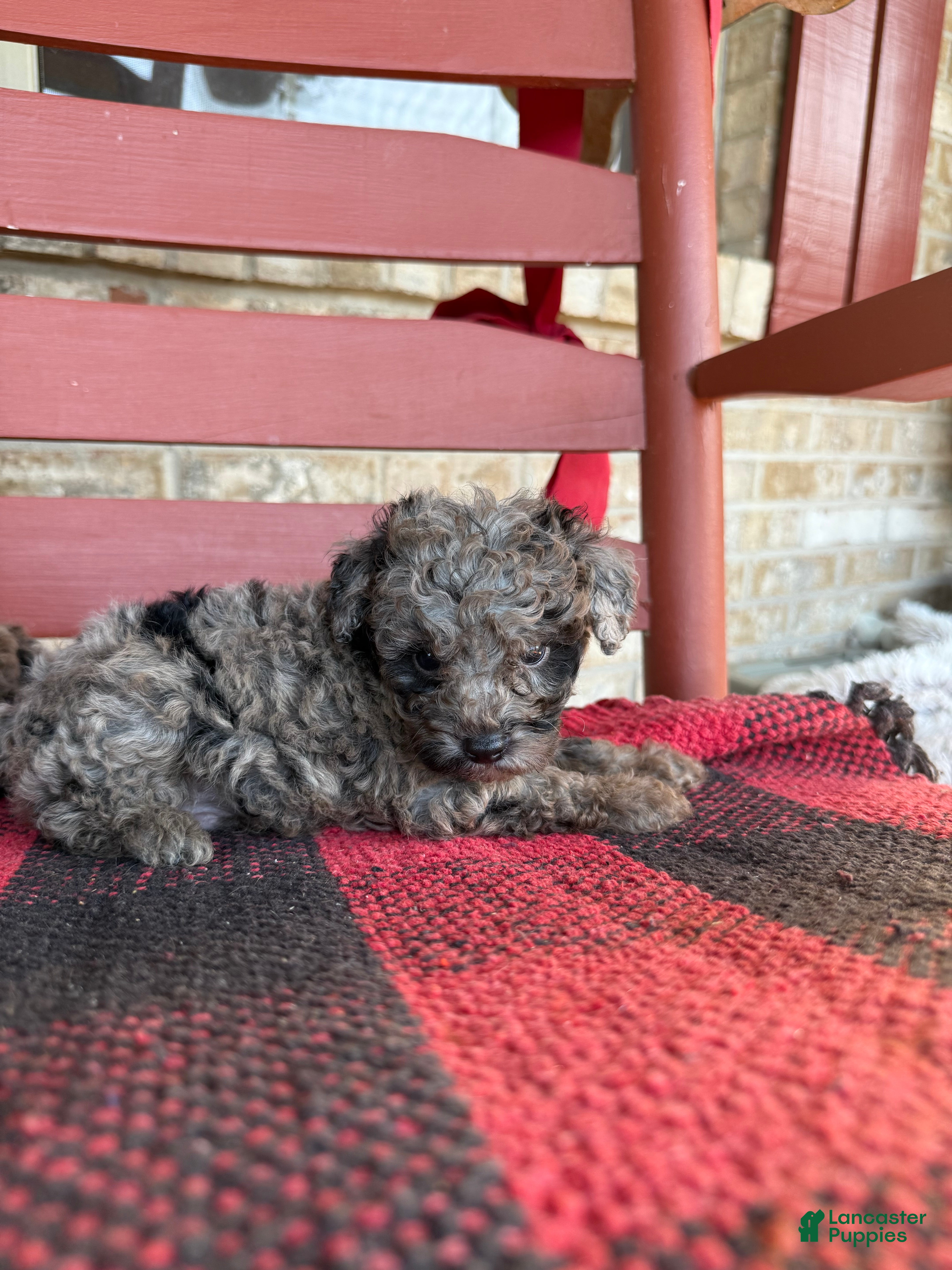 Otis (Aussiedoodle Miniature, Male) in Scottsville, KY