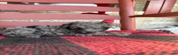 Mini Aussiedoodle dogs for sale: Otis - Ad 1