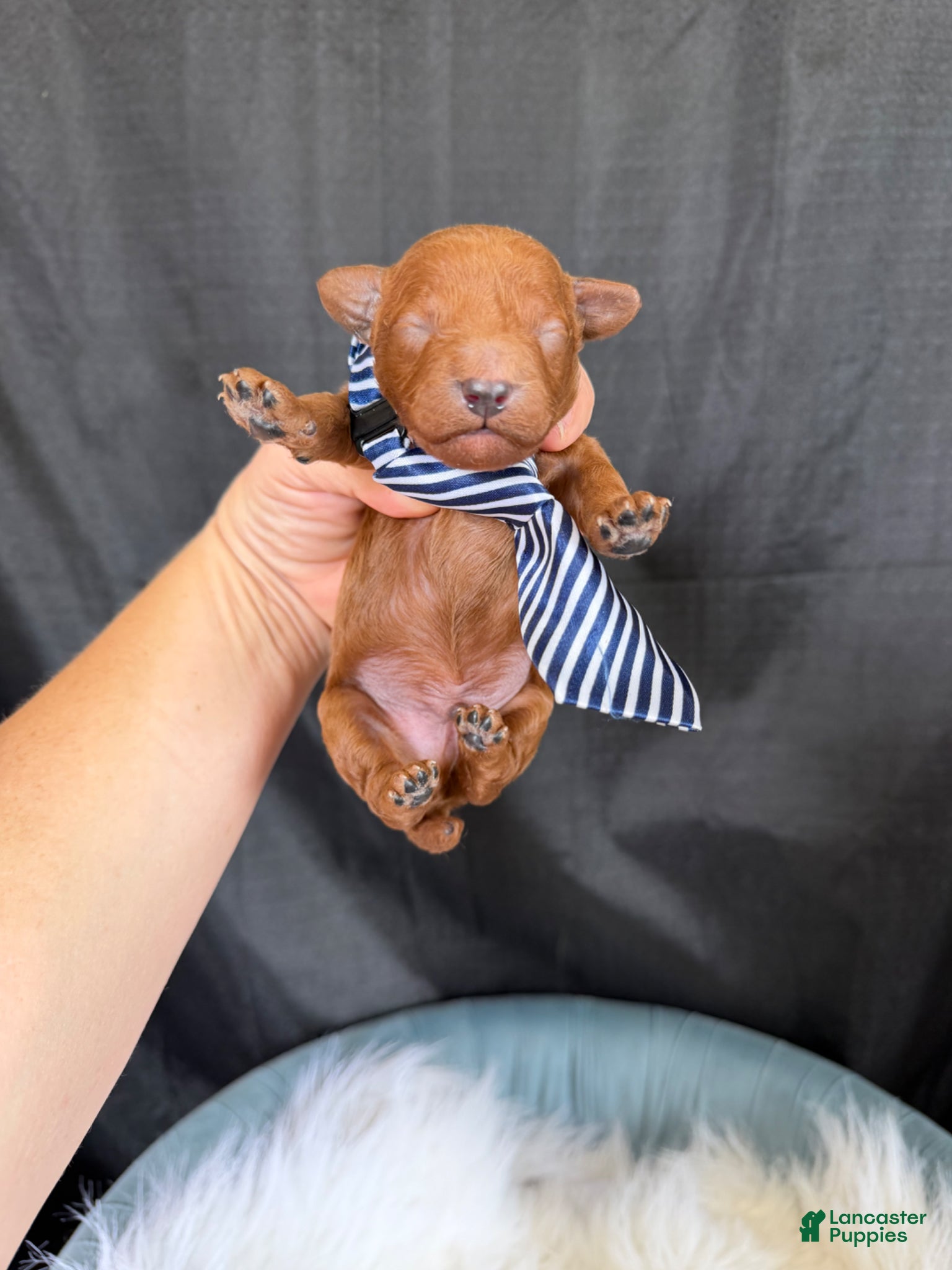 Toy Poodle dogs for sale: Akc Bred the Color Red Boy - Ad 5