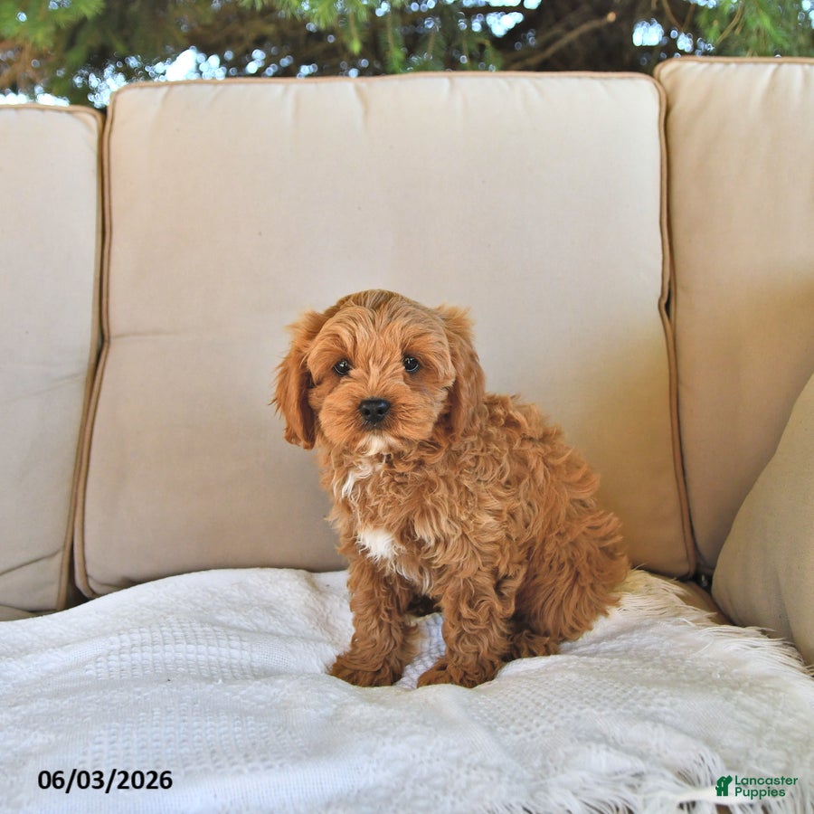 Cavapoo dogs for sale: Bella Mia - Ad 4