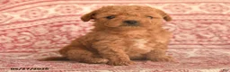 Maltipoo dogs for sale: Dixon - Ad 2