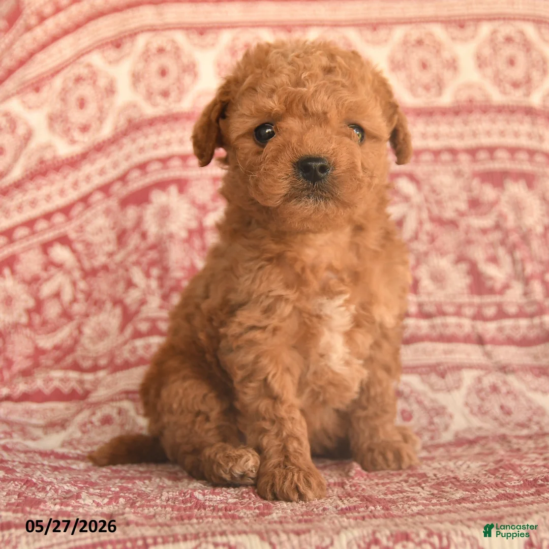 Maltipoo dogs for sale: Dixon - Ad 2