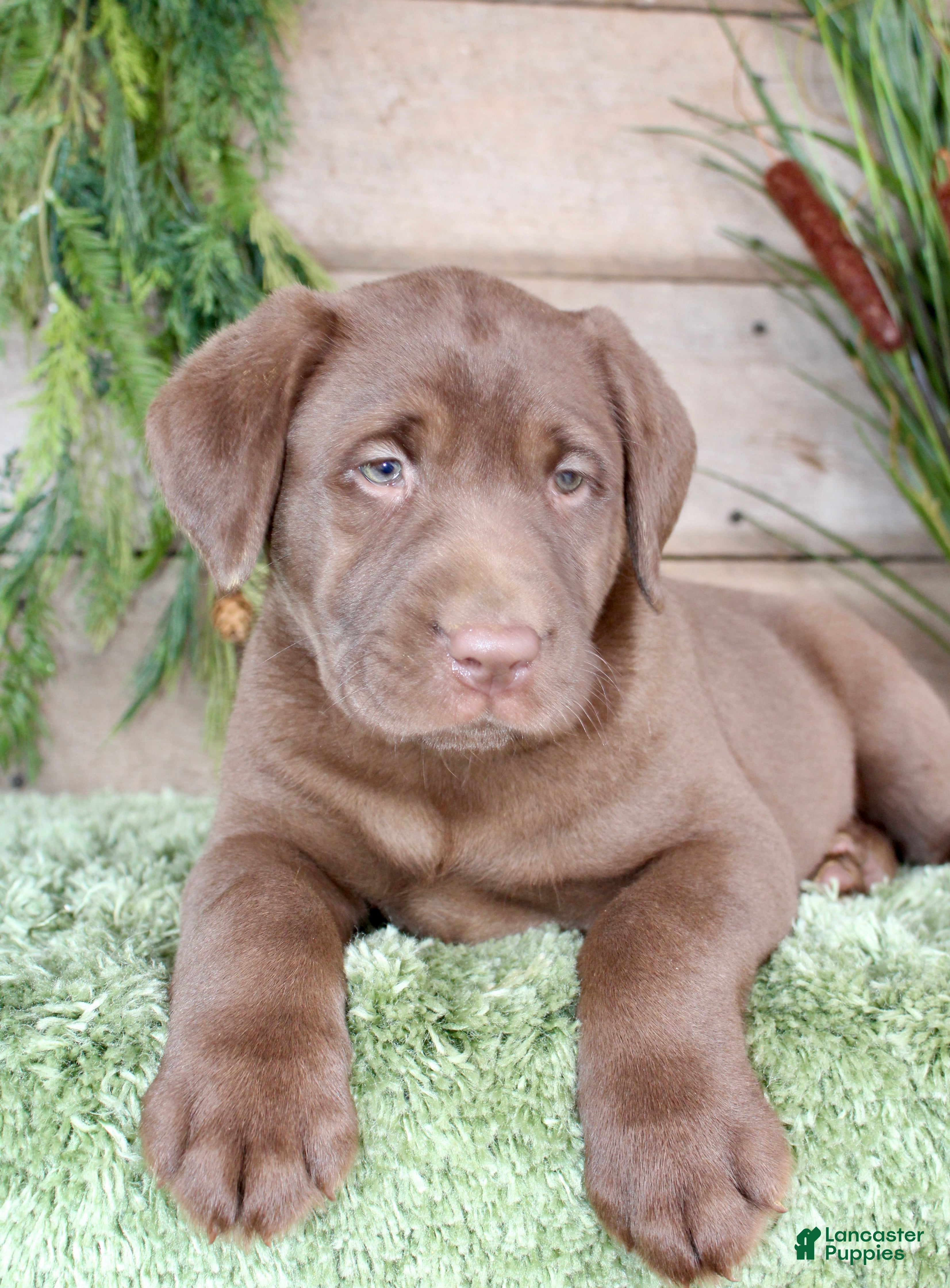 Labrador Retriever dogs Jemimia  - Ad 2