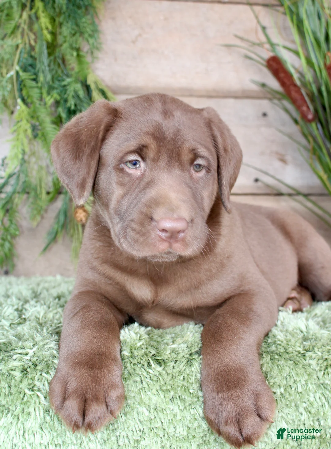 Labrador Retriever dogs for sale: Jemimia  - Ad 2