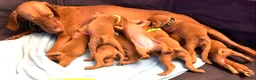 Vizsla dogs for sale: Vizsla Puppy 1 - Ad 2
