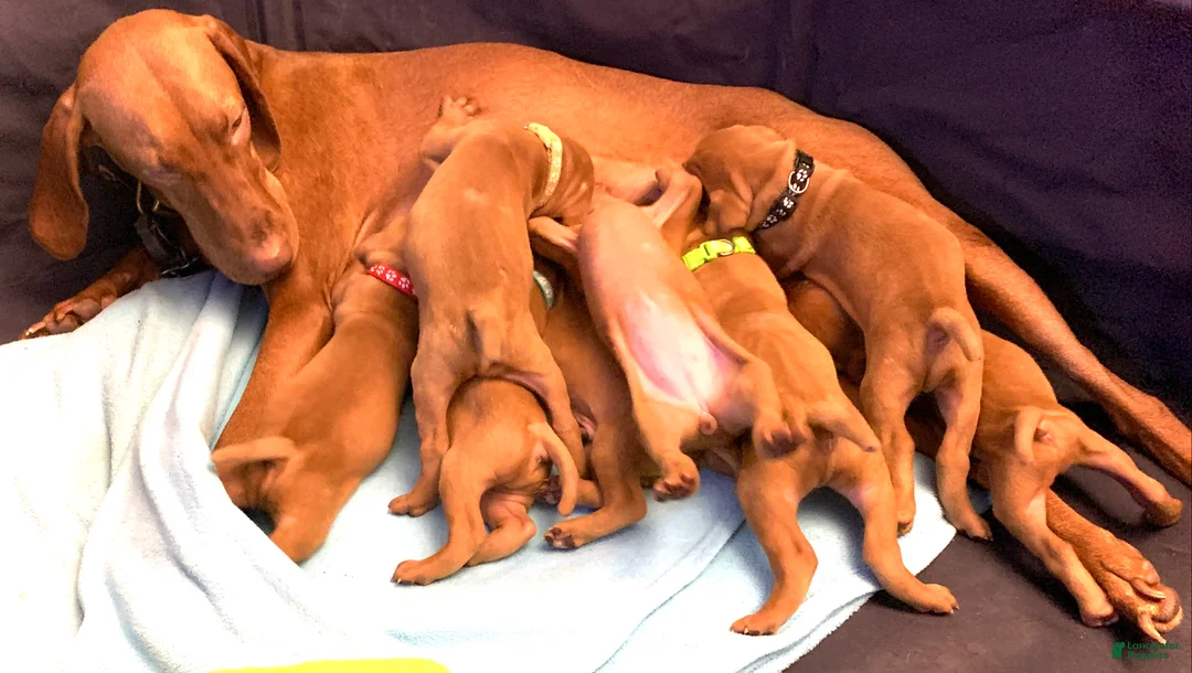 Vizsla dogs for sale: Vizsla Puppy 1 - Ad 2