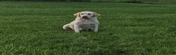 Labrador Retriever dogs for sale: Myles - Ad 8