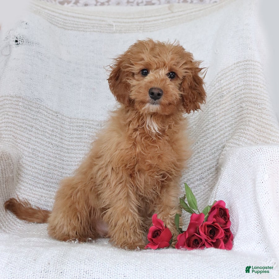 Cavapoo dogs Kyler - Ad 2