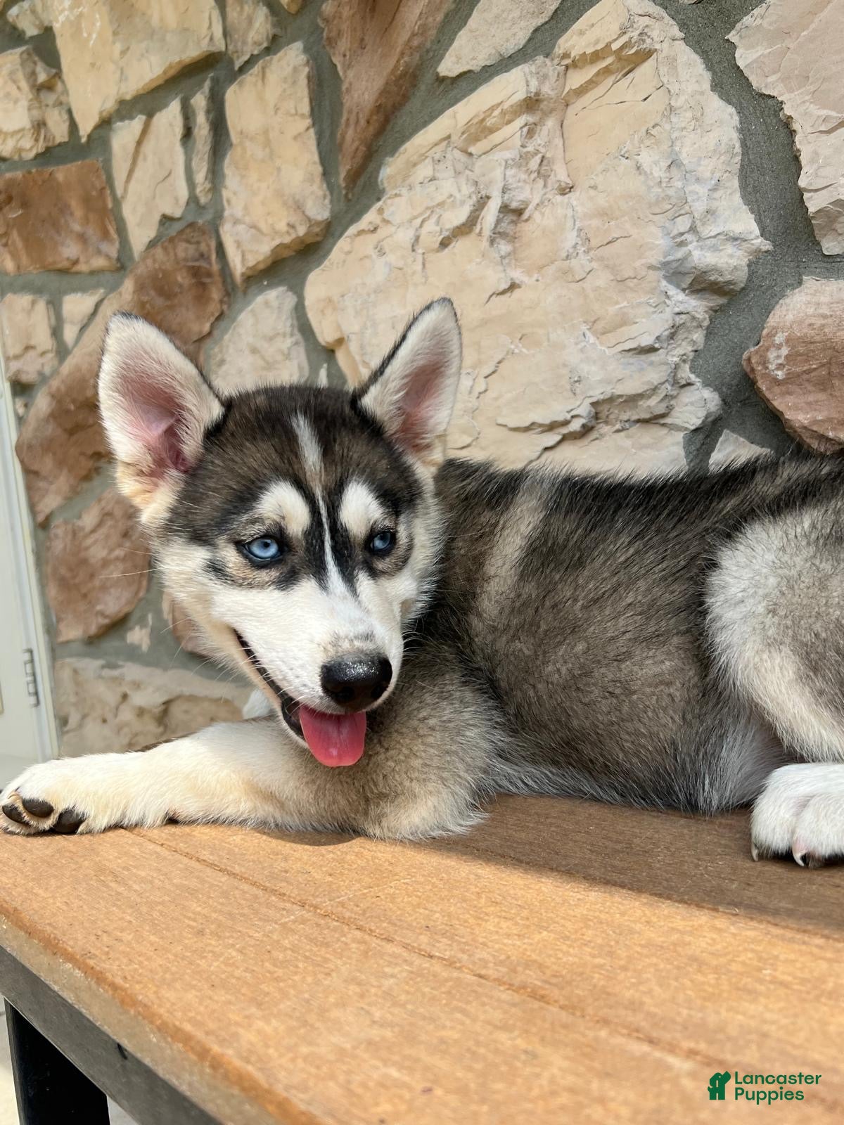 Pomsky dogs Harley - Ad 2
