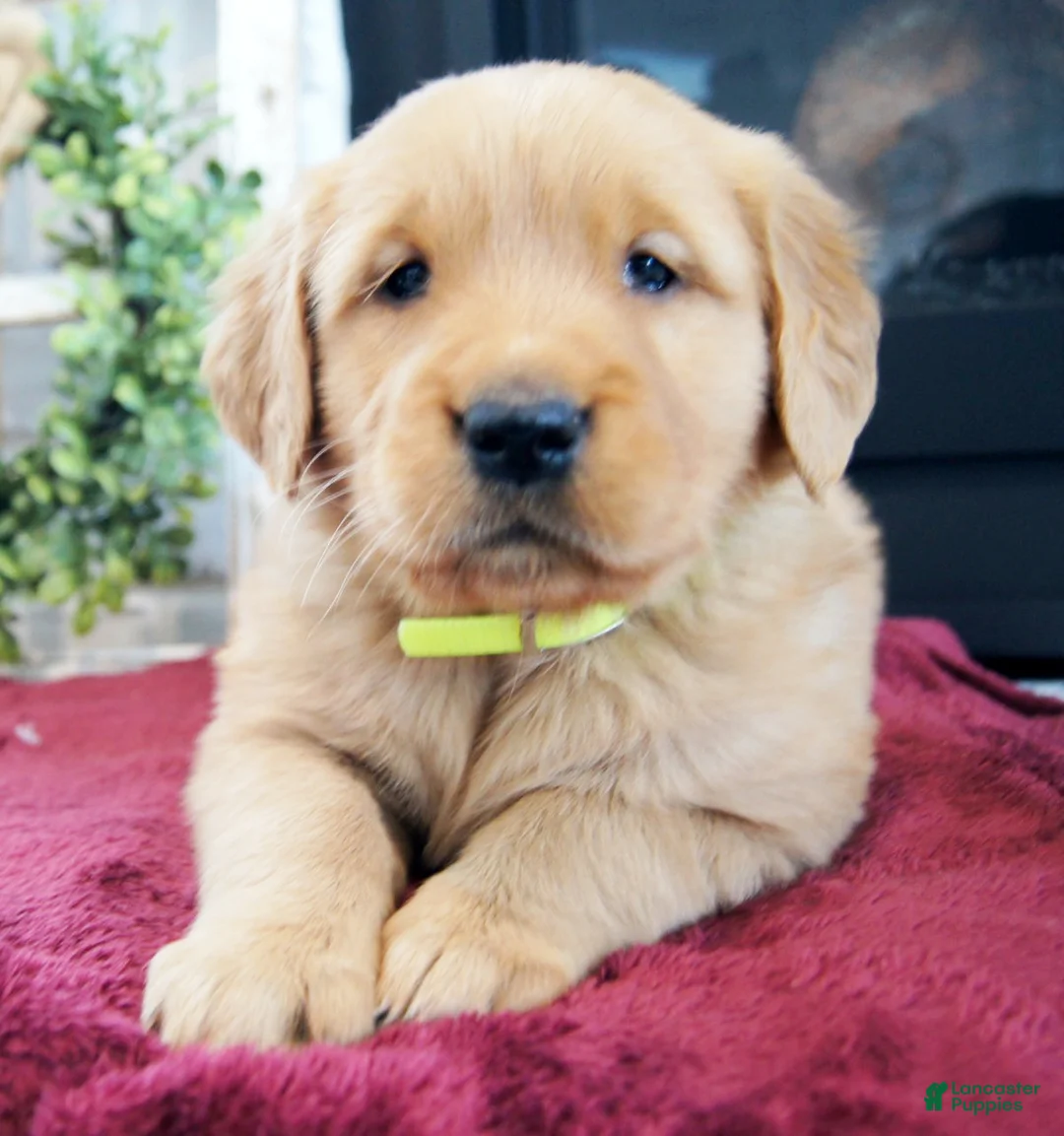 Golden Retriever dogs for sale: Max - Ad 4