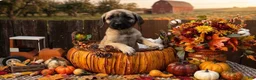 Mixed Breed dogs for sale: Mixed Breed 2 - Ad 2
