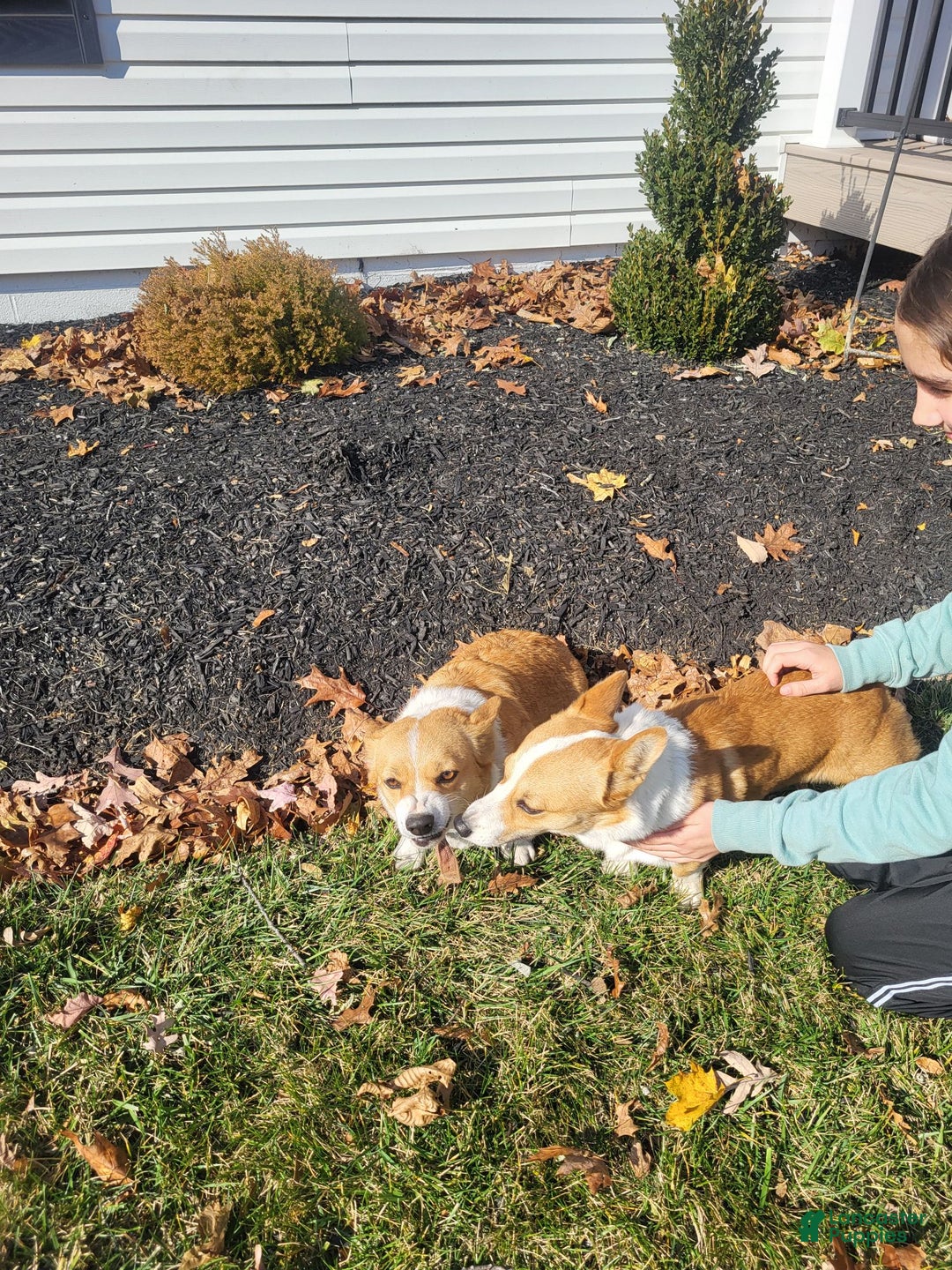 Mixed Breed dogs for sale: Donnie  - Ad 3