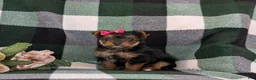 Yorkshire Terrier dogs for sale: Harmony 4.5 lbs Full Grown - Ad 3
