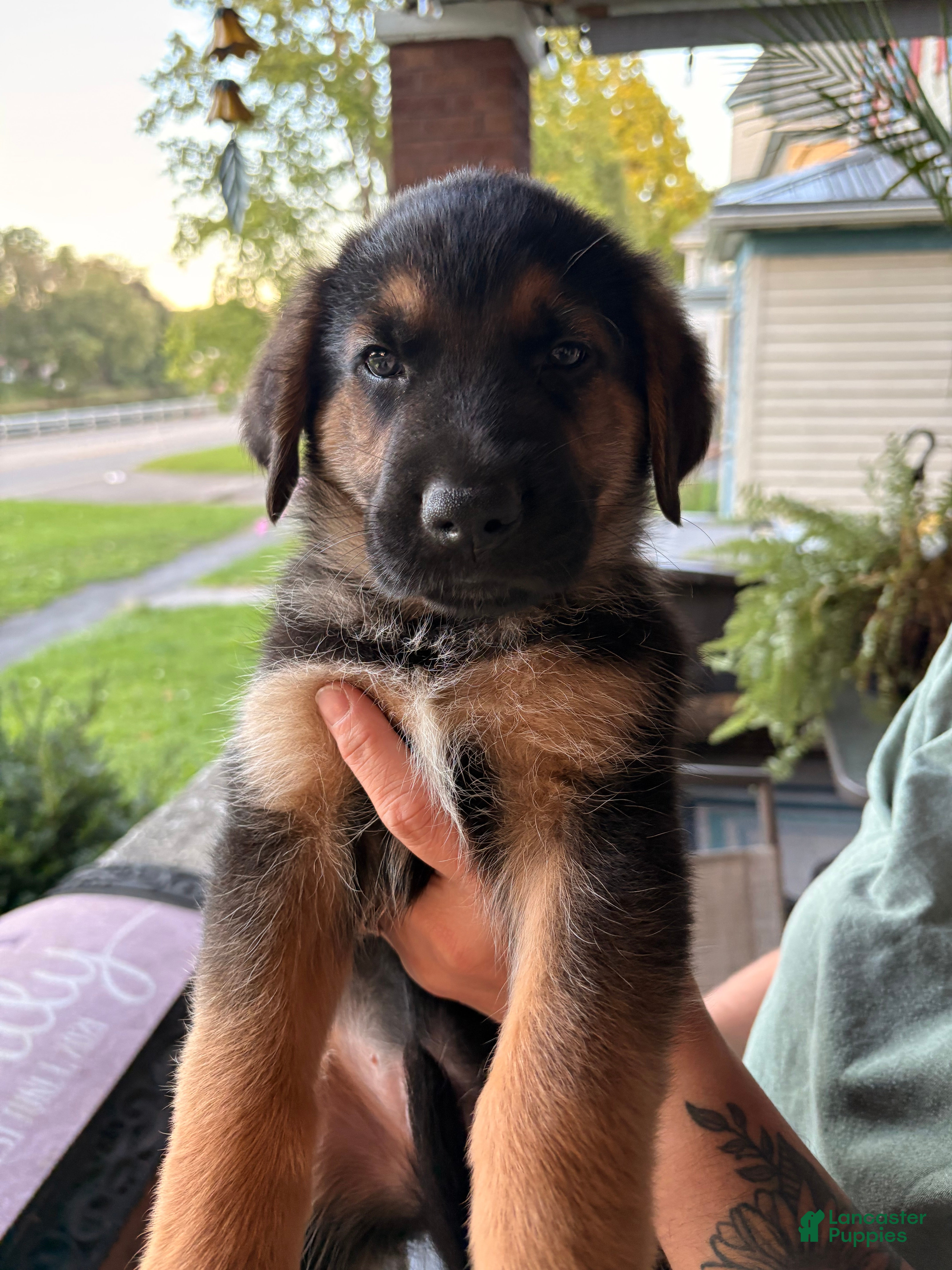 Golden Shepherd dogs Golden Shepherd Black Collar Male  - Ad 16