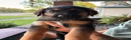 Golden Shepherd dogs for sale: Golden Shepherd Black Collar Male  - Ad 1