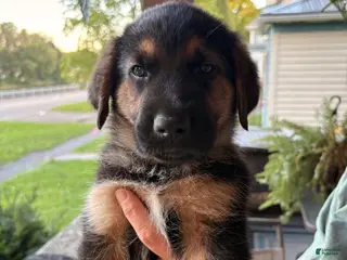 Golden Shepherd dogs Golden Shepherd Black Collar Male - Ad 16