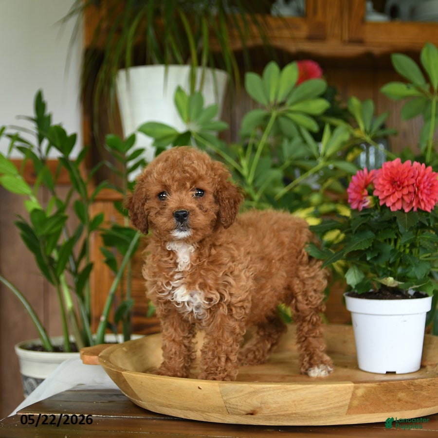 Mini Goldendoodle dogs Adeline  - Ad 2