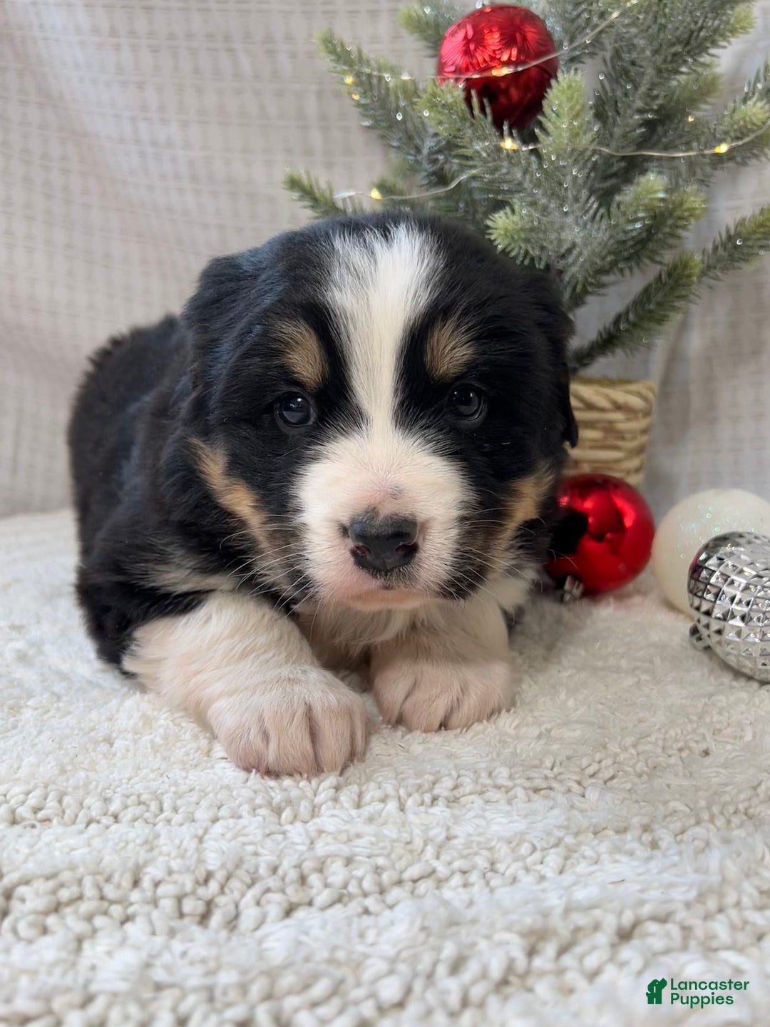 Mixed Breed dogs for sale: Jill - Ad 5