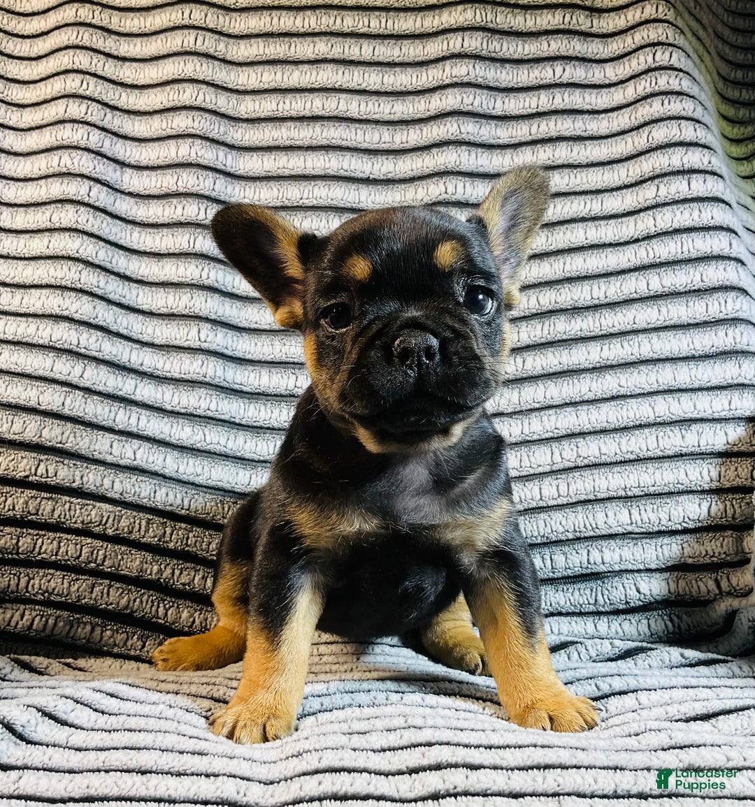 French Bulldog dogs for sale: Ellie - Ad 14