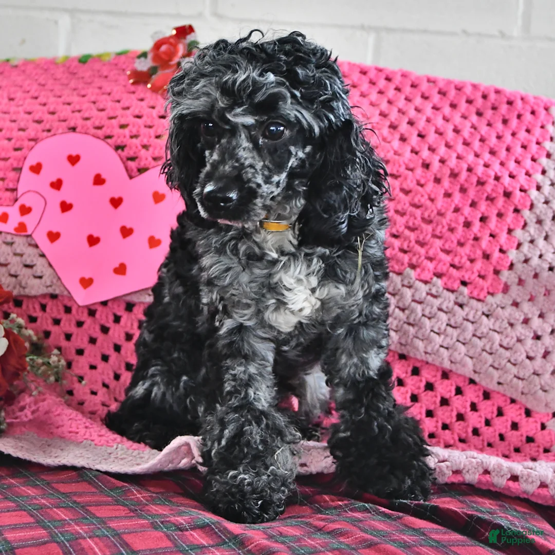 Cockapoo dogs for sale: Justin - Ad 5