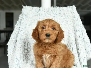 Mini Goldendoodle dogs Toffee - Ad 24