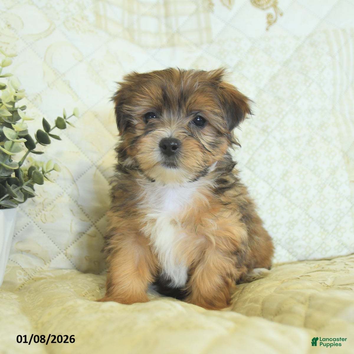 Shorkie dogs Kyra  - Ad 2