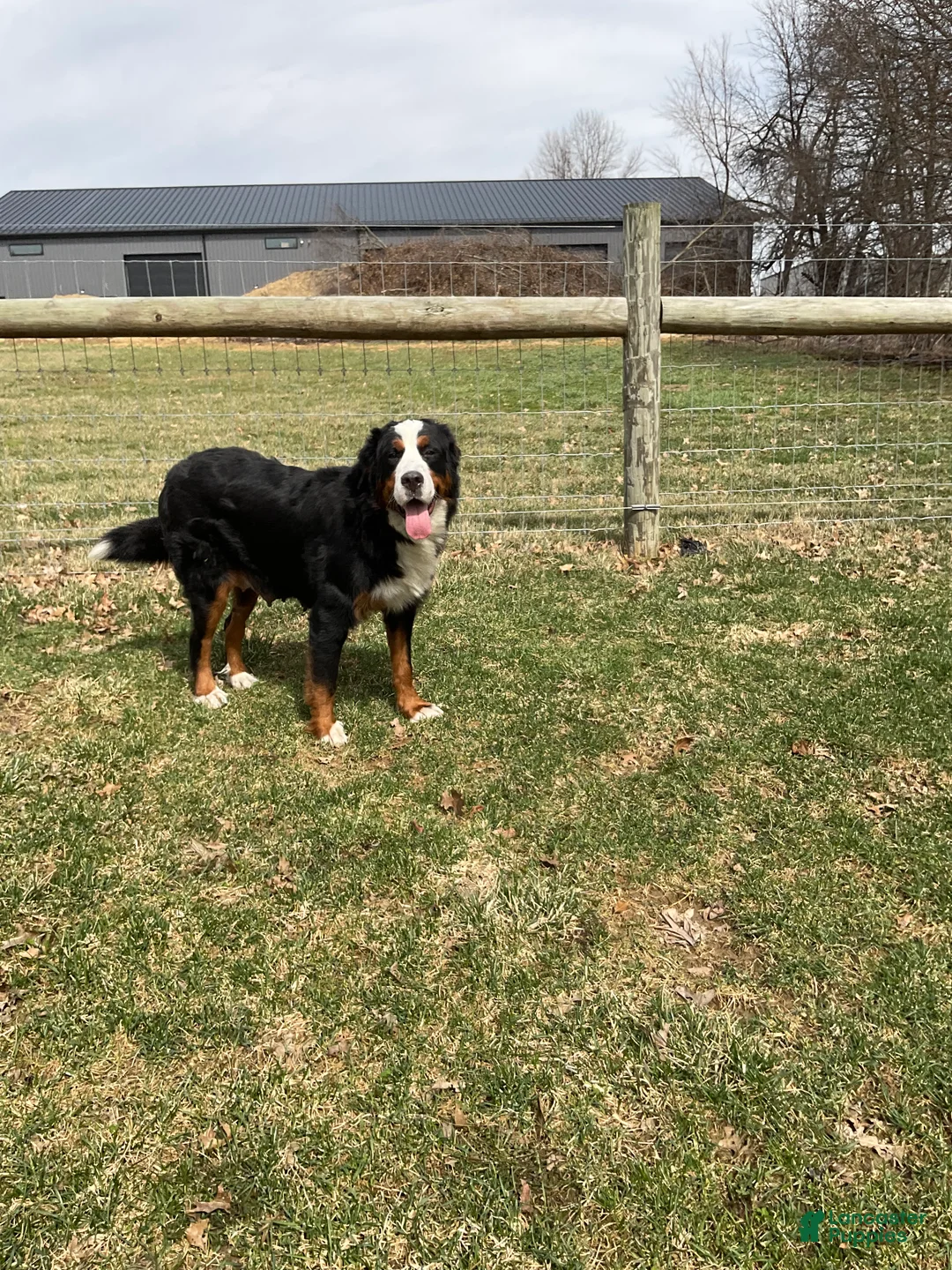 Mini Bernedoodle dogs for sale: Tyler - Ad 7