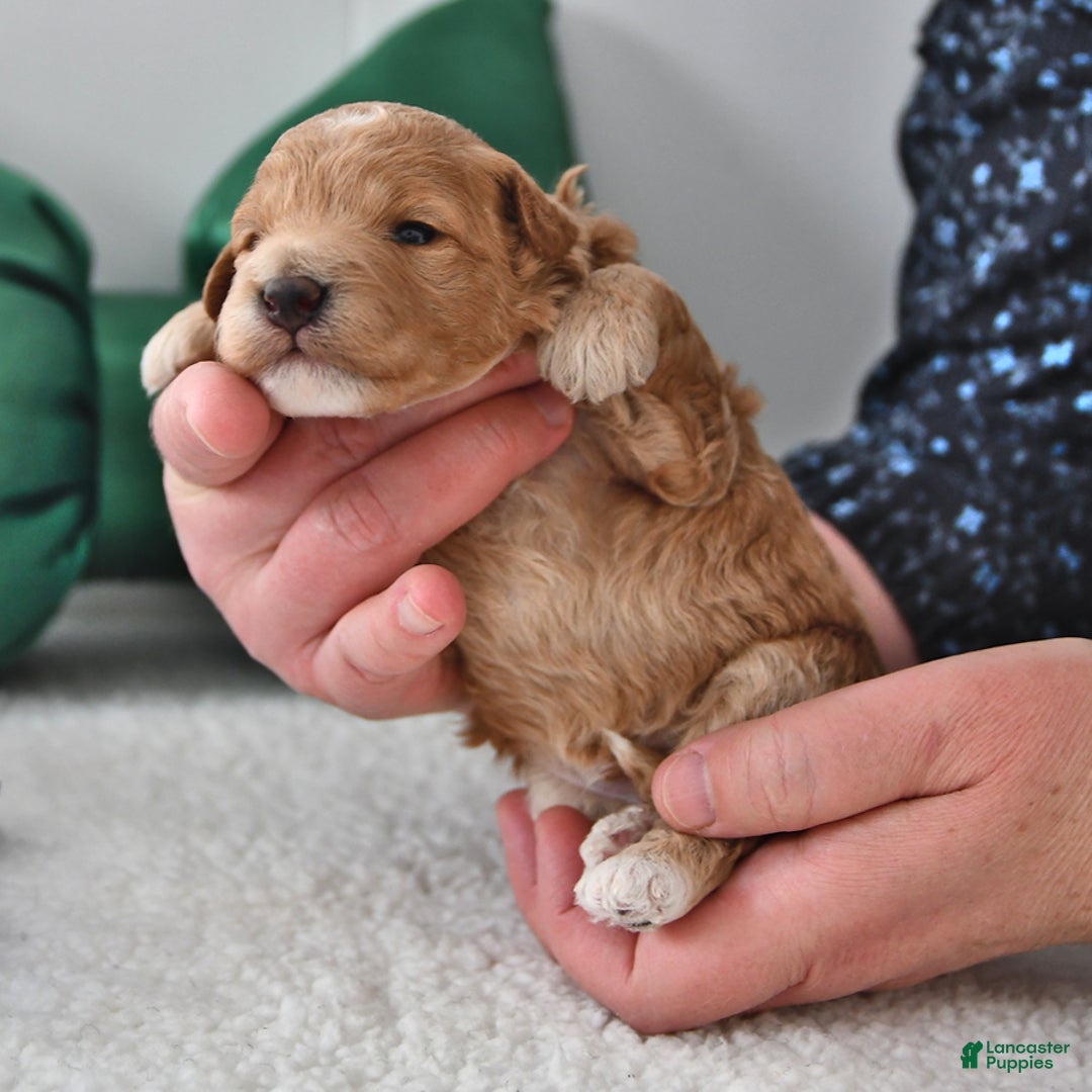 Mini Goldendoodle dogs for sale: Peanut  - Ad 4