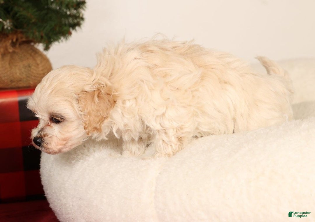 Maltipoo dogs for sale: Sammy - Ad 9