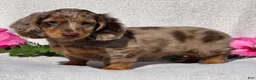 Miniature Dachshund dogs for sale: Chase - Ad 4