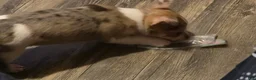 Chihuahua dogs for sale: Chihuahua 2 (Prince) - Ad 3