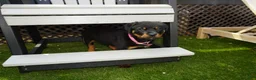Rottweiler dogs for sale: Lily  - Ad 1