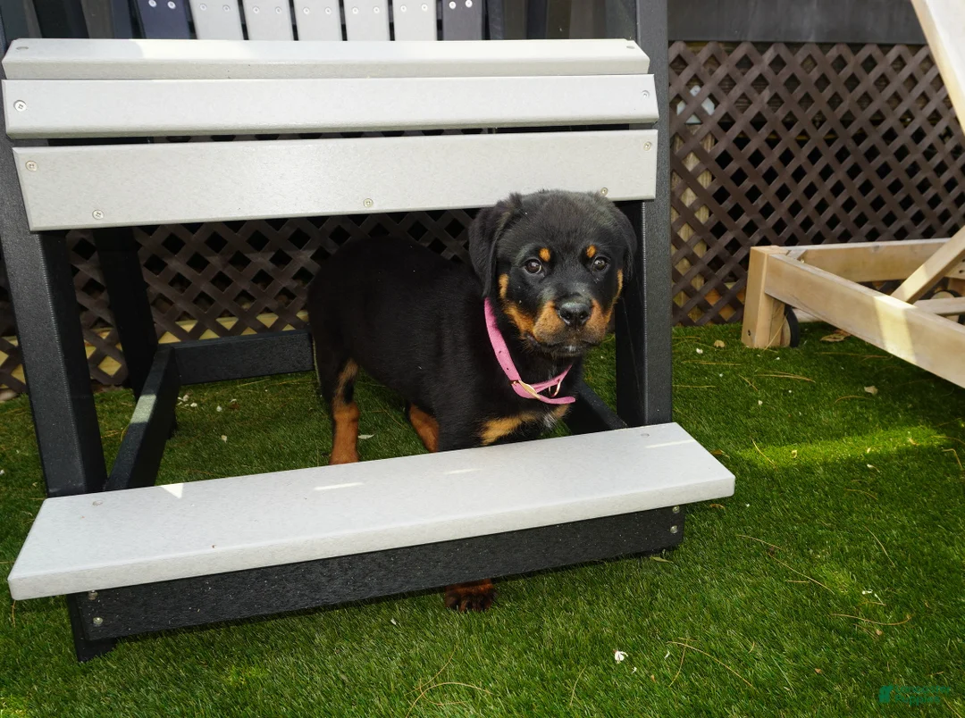 Rottweiler dogs for sale: Lily  - Ad 1