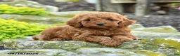 Miniature Poodle dogs for sale: Annie - Ad 3