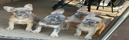 French Bulldog dogs for sale: French Bulldog Puppy 1 - Ad 9