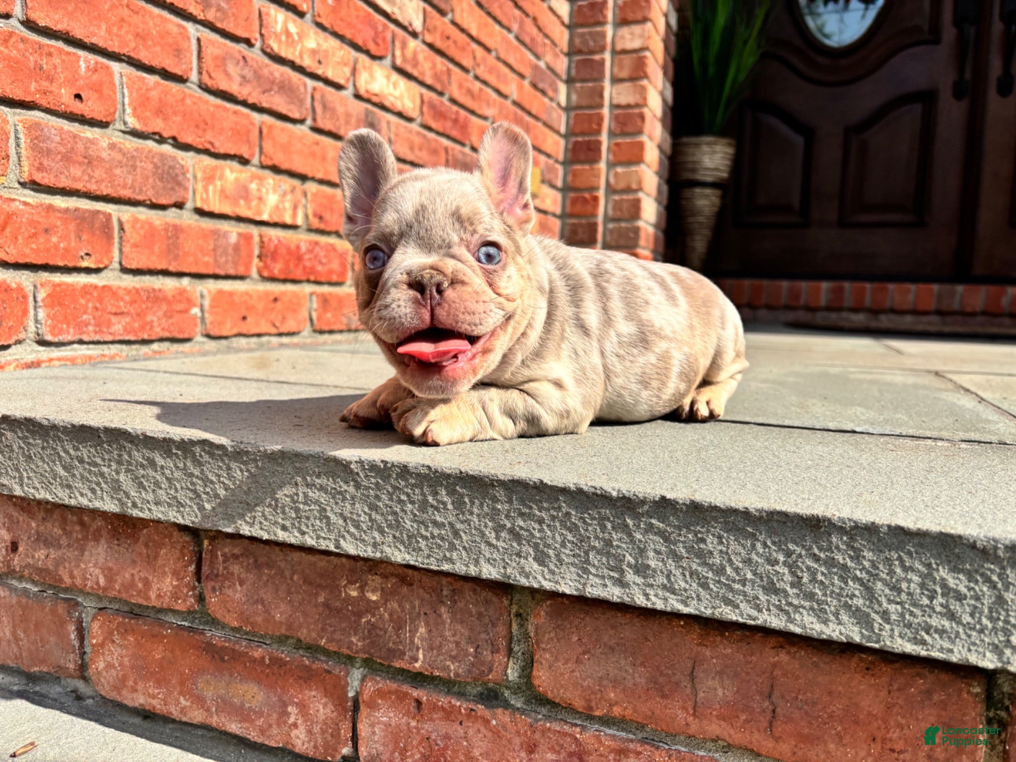 French Bulldog dogs Isabella boy 2 - Ad 35