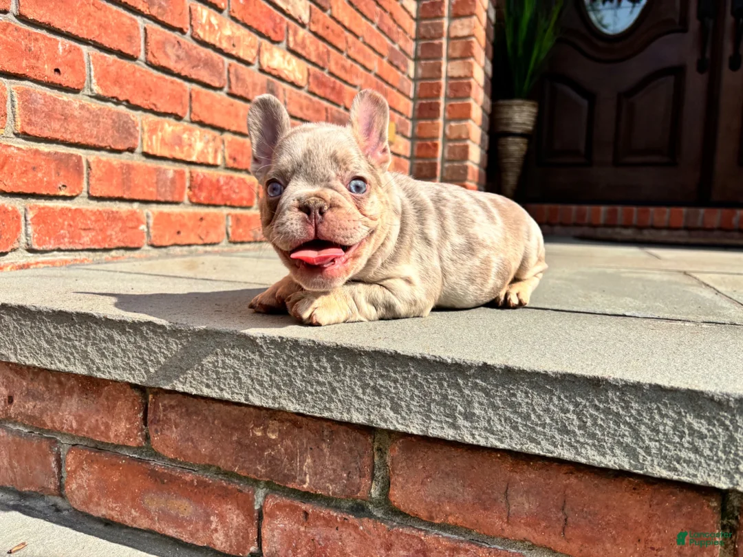 French Bulldog dogs for sale: Isabella boy 2 - Ad 1